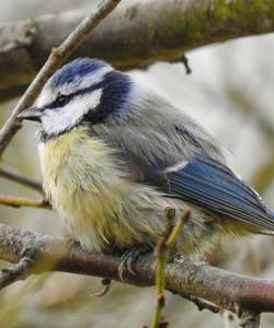 Blue tit bird on branch