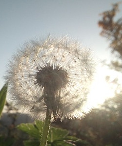 Dandelion in sun